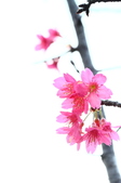 Enlarge photo 55