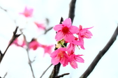 Enlarge photo 57