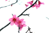 Enlarge photo 59