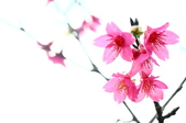 Enlarge photo 61