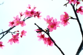 Enlarge photo 62