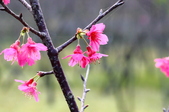 Enlarge photo 63