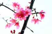Enlarge photo 66