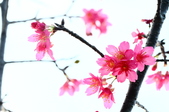 Enlarge photo 67