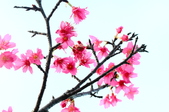 Enlarge photo 68