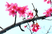 Enlarge photo 70