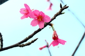 Enlarge photo 71