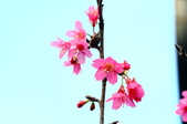 Enlarge photo 75