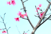Enlarge photo 77