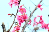 Enlarge photo 78