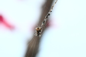 Enlarge photo 80