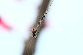 Enlarge photo 81