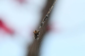 Enlarge photo 82