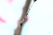 Enlarge photo 83