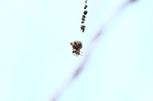 Enlarge photo 85