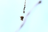 Enlarge photo 87