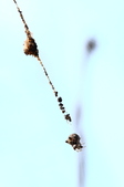 Enlarge photo 91