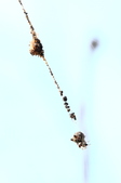 Enlarge photo 92