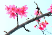 Enlarge photo 93