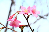 Enlarge photo 95