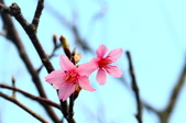 Enlarge photo 96