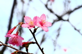 Enlarge photo 97