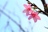 Enlarge photo 98