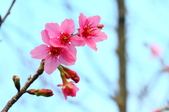 Enlarge photo 99