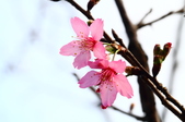 Enlarge photo 103