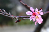 Enlarge photo 105