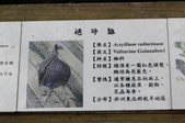 Enlarge photo 122