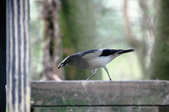 Enlarge photo 102
