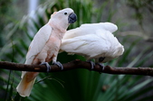 Enlarge photo 74