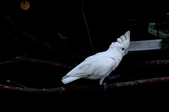 Enlarge photo 58