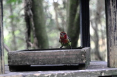 Enlarge photo 48