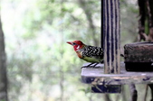 Enlarge photo 47