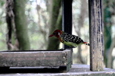 Enlarge photo 46