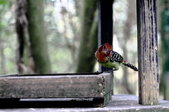 Enlarge photo 45