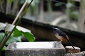 Enlarge photo 28