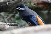 Enlarge photo 25