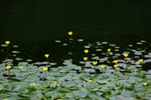 Enlarge photo 72