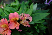 Enlarge photo 67