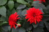 Enlarge photo 66