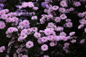 Enlarge photo 65