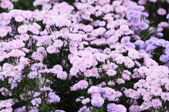 Enlarge photo 60