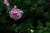 Enlarge photo 59