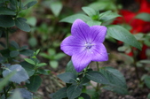 Enlarge photo 57