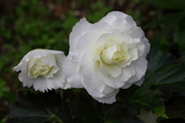Enlarge photo 56