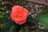 Enlarge photo 55