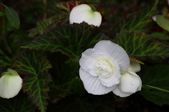 Enlarge photo 54